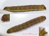 Ochropleura leucogaster